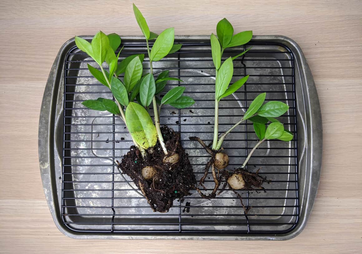 Aide pour une plante ZZ trop arrosée : 5 étapes vers le rétablissement