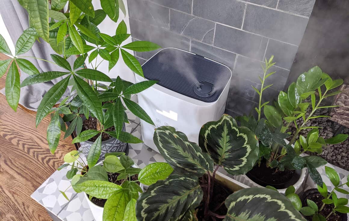 Plant humidifier clearance