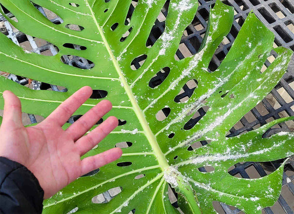 Plantes et parasites de la prairie : Qu&rsquo;est-ce qui mange votre Maranta