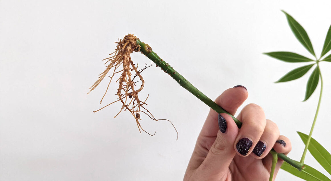 Propagation de l&rsquo;arbre à argent : Cultiver de nouvelles plantes à partir de boutures