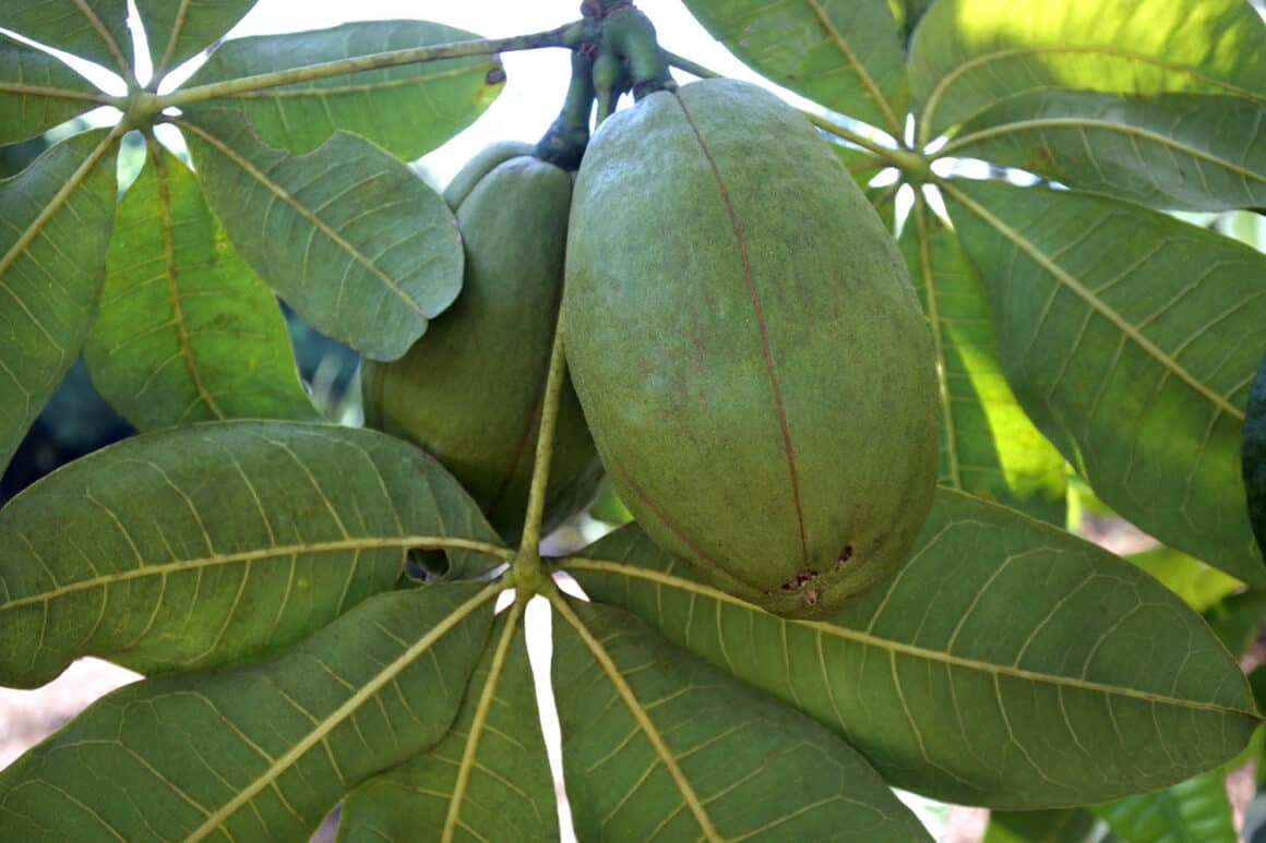 Propagation de l&rsquo;arbre à argent : Cultiver de nouvelles plantes à partir de boutures