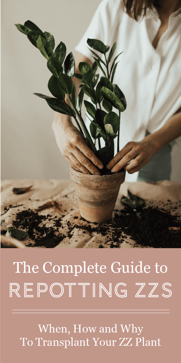 Le guide complet du rempotage des plantes ZZ