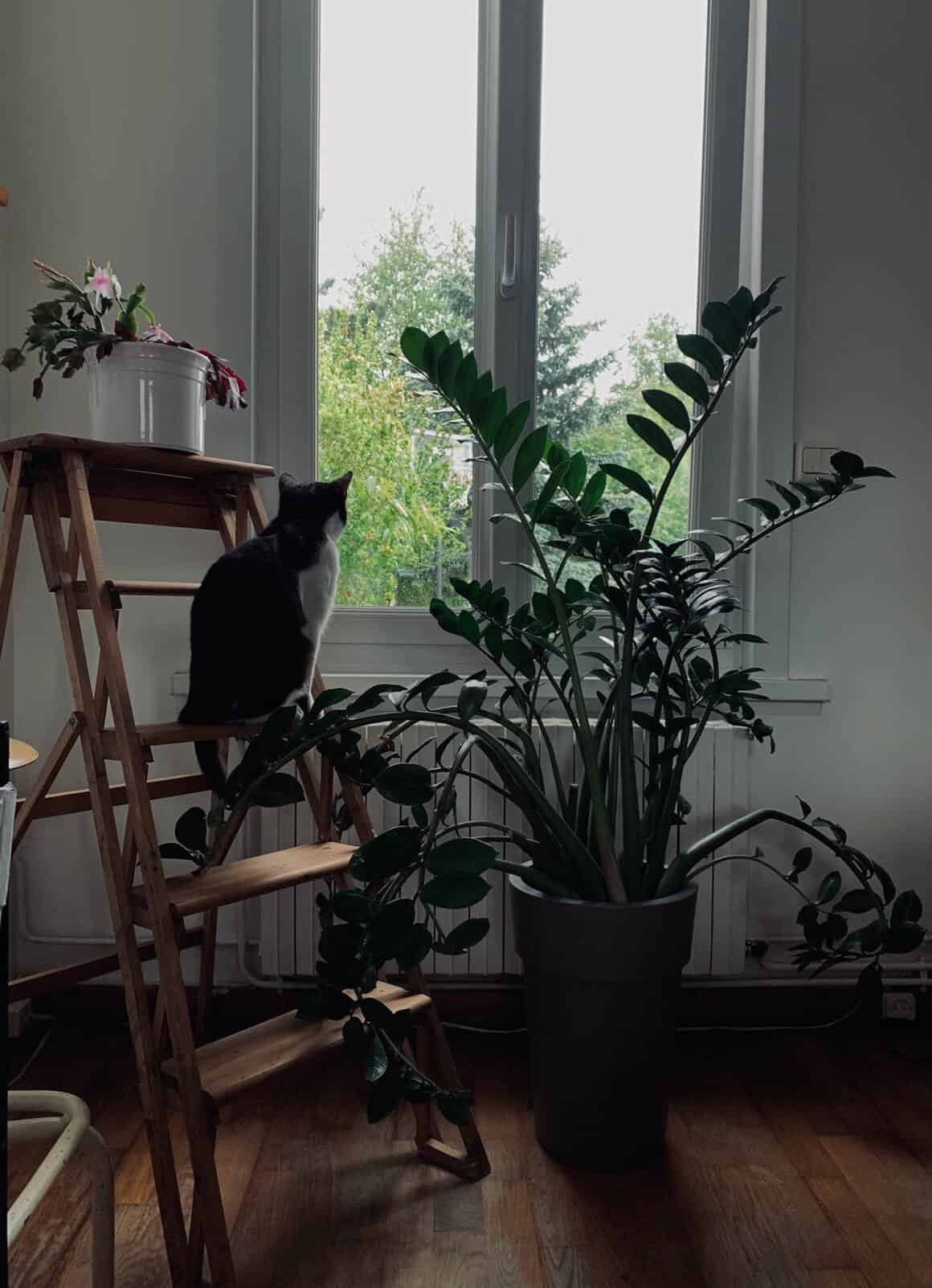 How Big Will Your Zz Plant Grow The Healthy Houseplant