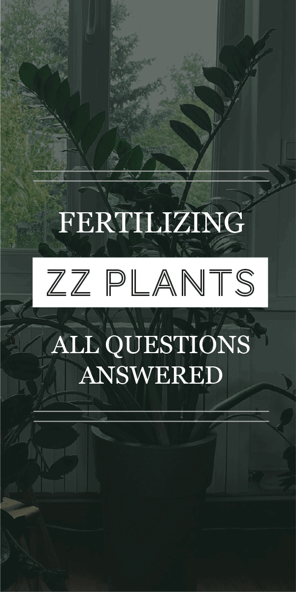 Fertiliser les plantes ZZ : A quelle fréquence et avec quoi ?