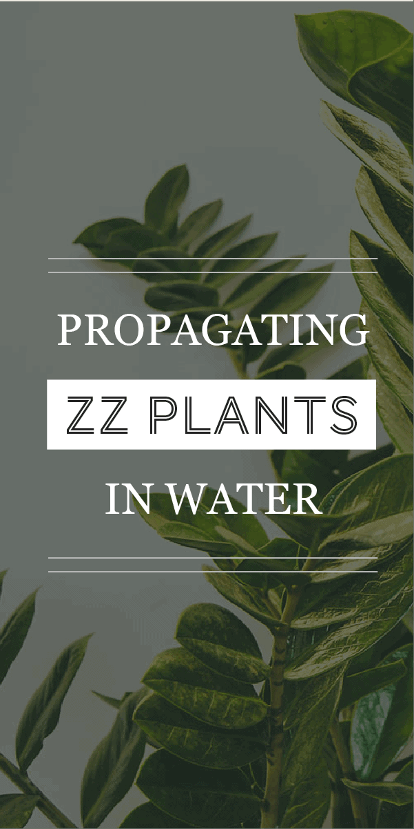 Propagation des plantes ZZ dans l&rsquo;eau : Un guide étape par étape