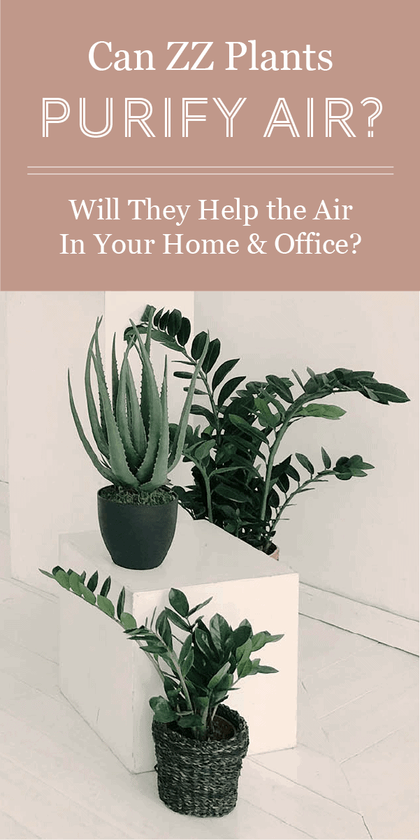 Les plantes ZZ peuvent-elles purifier l&rsquo;air de votre maison et de votre bureau ?
