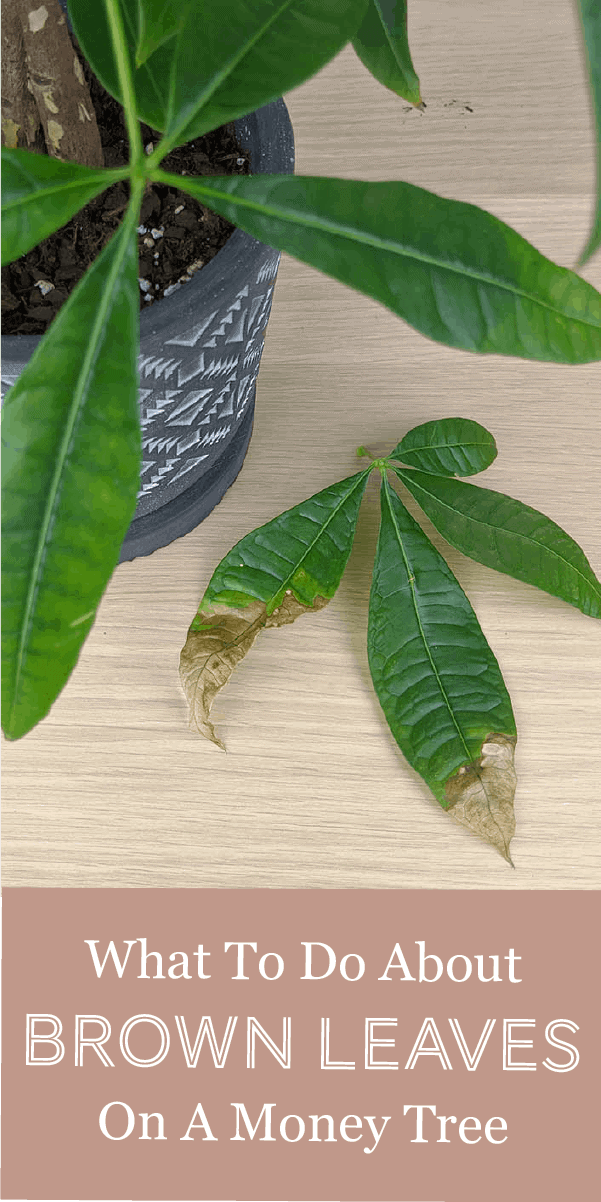 money tree leaves turning brown and dropping