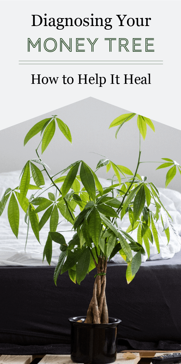 end of money tree leaves turning brown