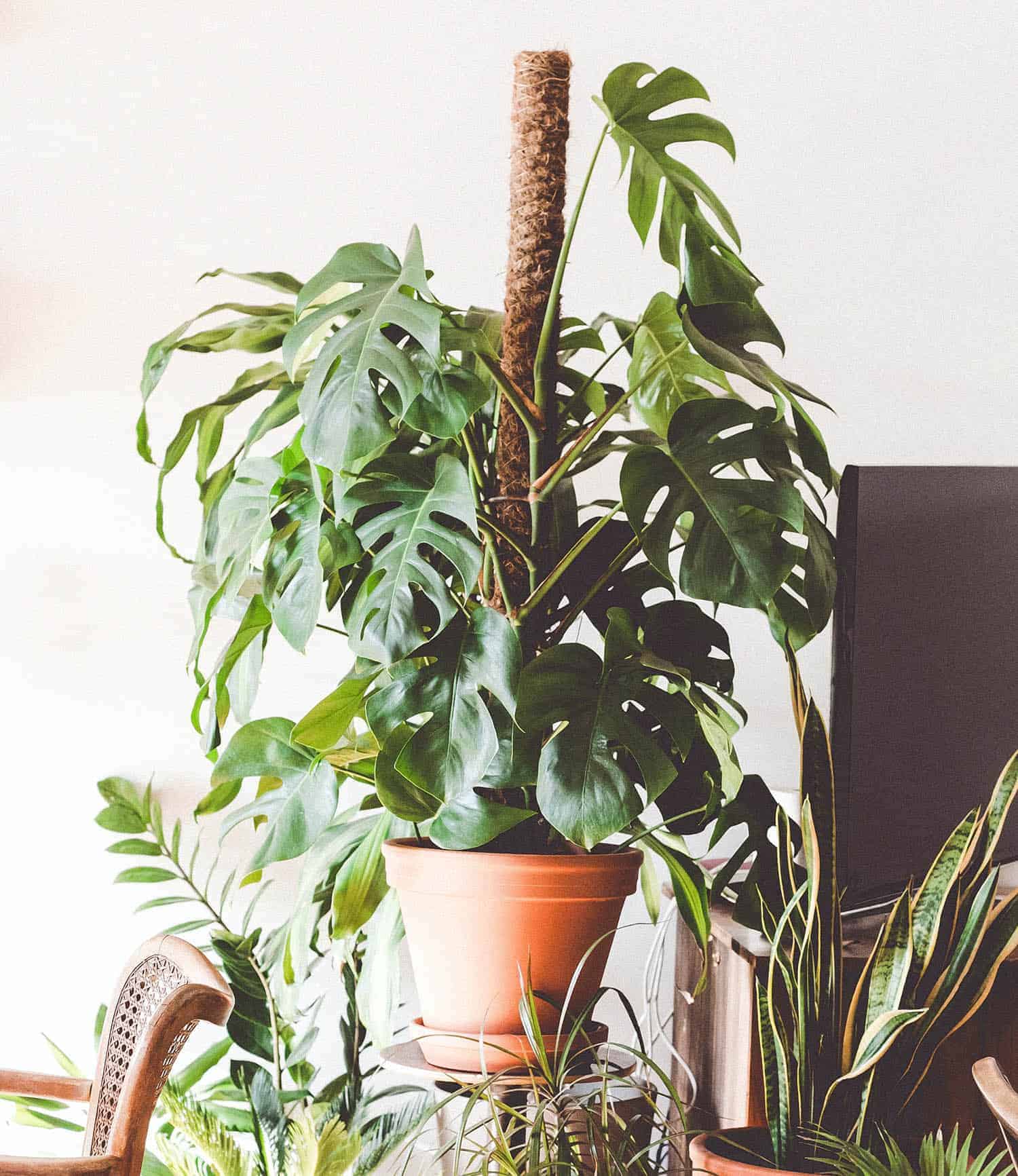 how-to-keep-a-monstera-deliciosa-growing-upright-the-healthy-houseplant