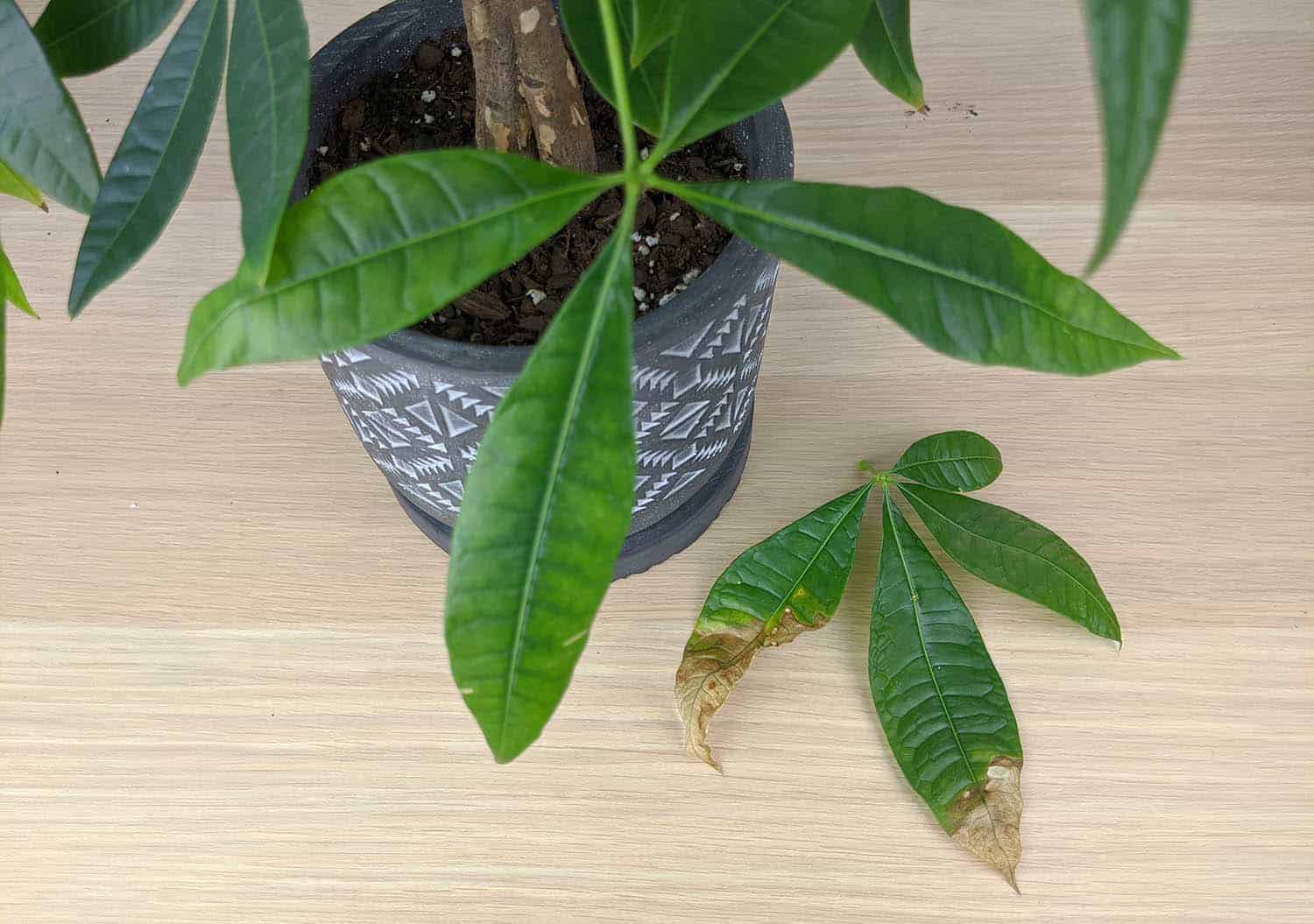 Revive Your Brown Money Tree Leaves with These Power Tips