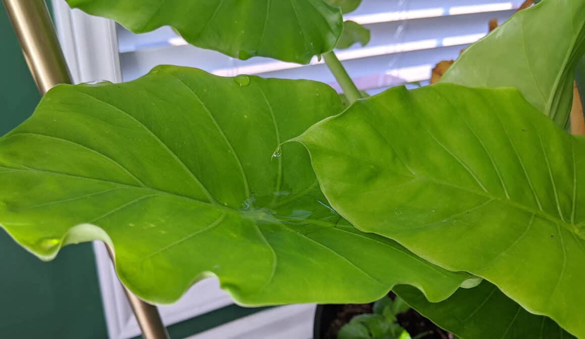 Pourquoi votre Monstera Deliciosa pleure-t-elle, transpire-t-elle et dégouline-t-elle d&rsquo;eau ?