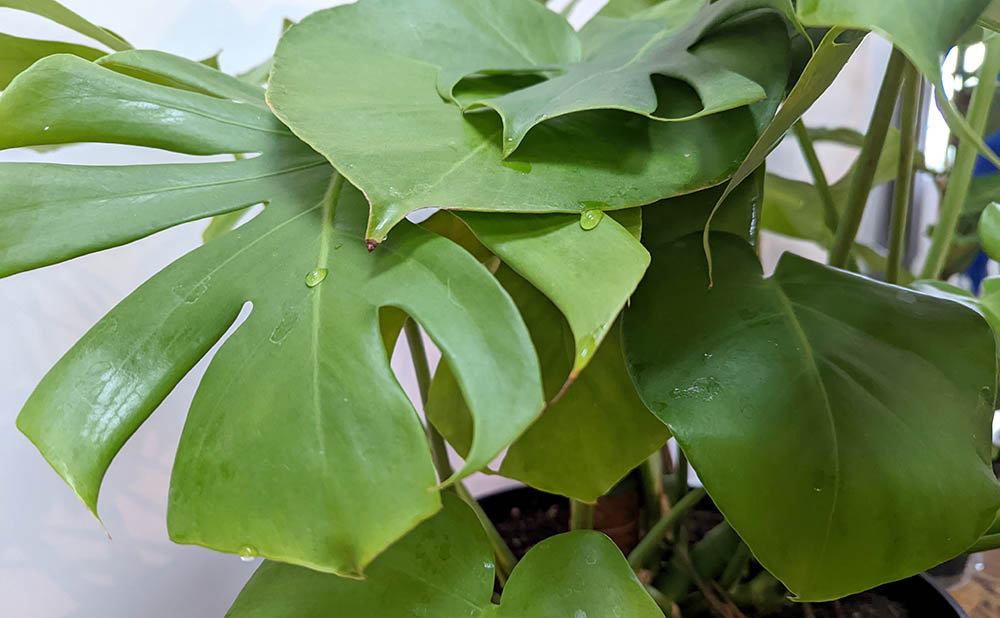 Pourquoi votre Monstera Deliciosa pleure-t-elle, transpire-t-elle et dégouline-t-elle d&rsquo;eau ?