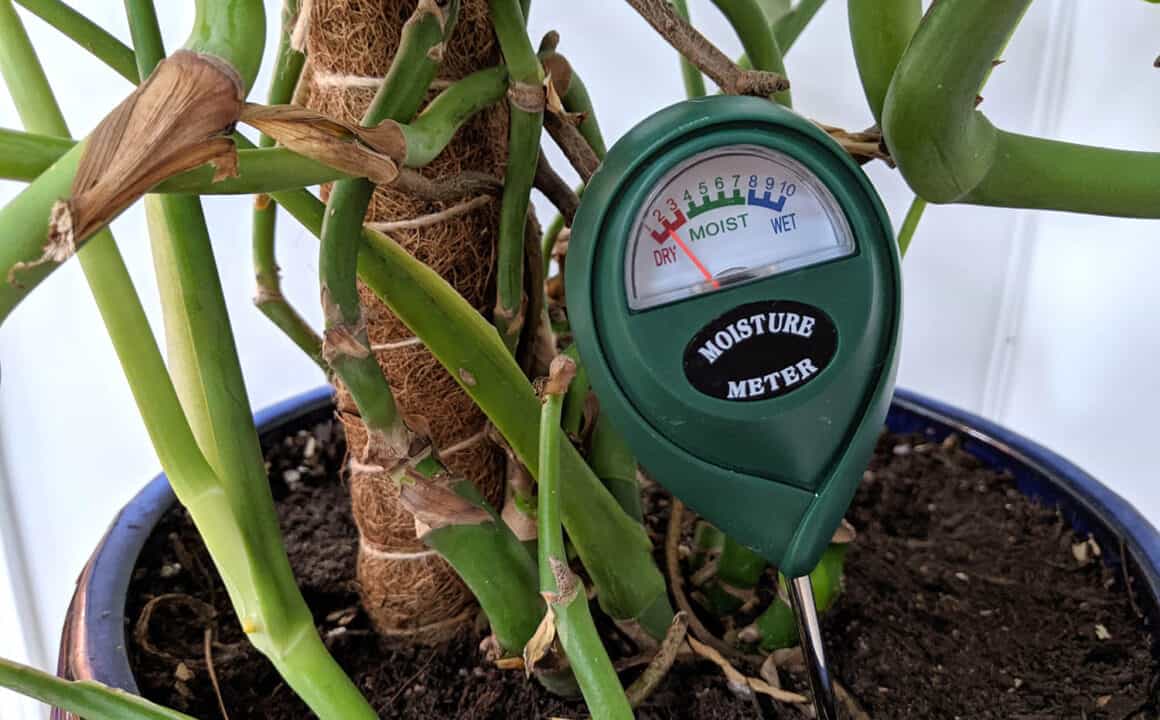 Cinq signes que votre Monstera Deliciosa a besoin d&rsquo;un verre d&rsquo;eau