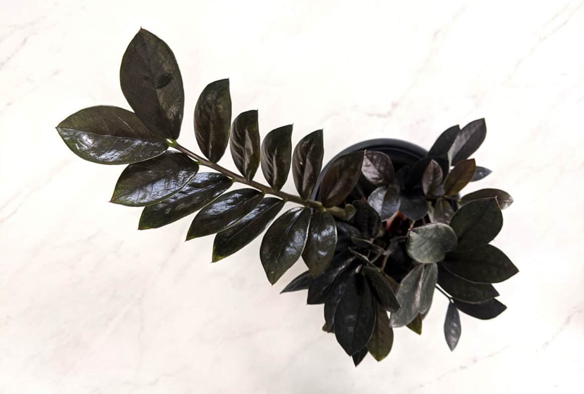 Raven Zz Plants Everything You Need To Know The Healthy Houseplant