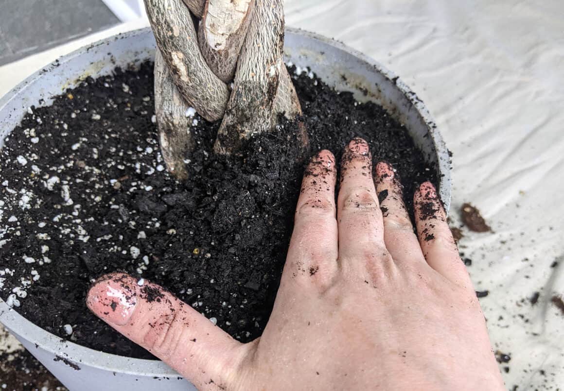 Le guide complet du rempotage des arbres à argent