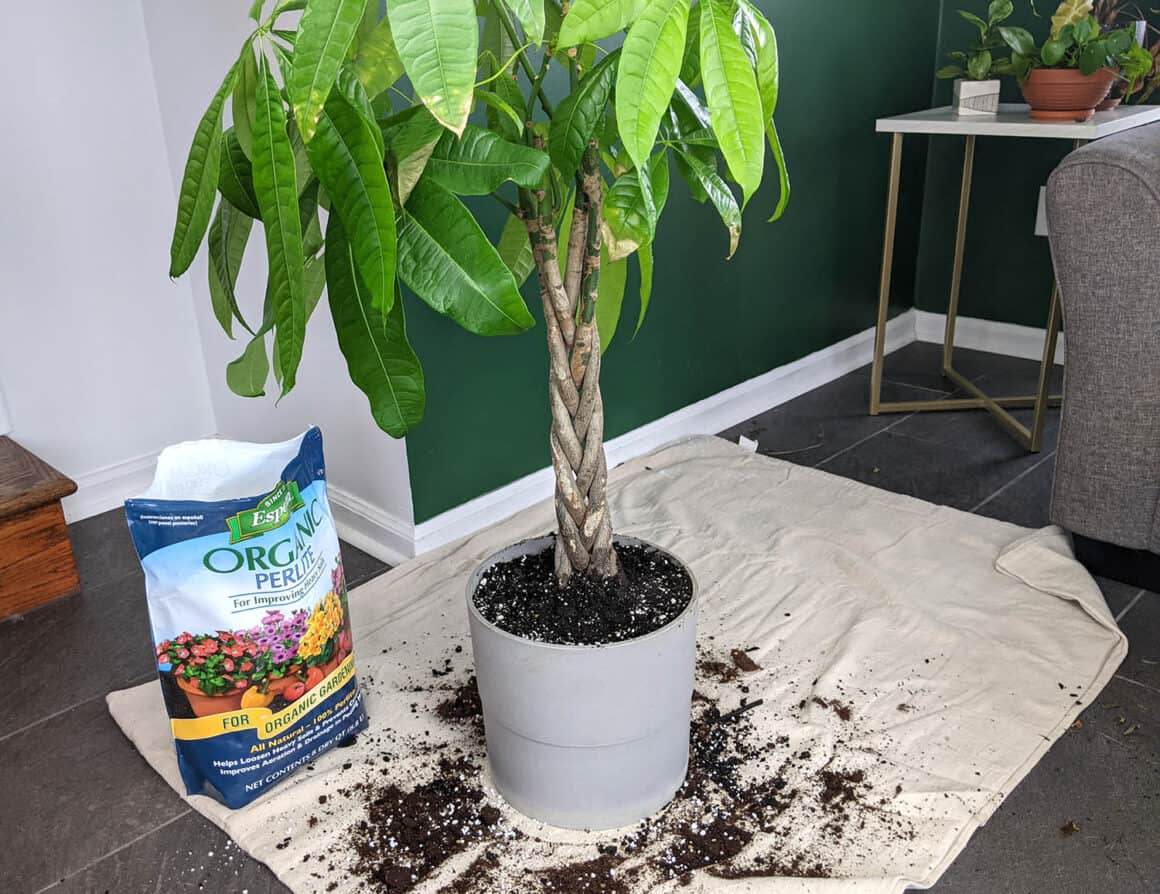 Money tree plant clearance soil