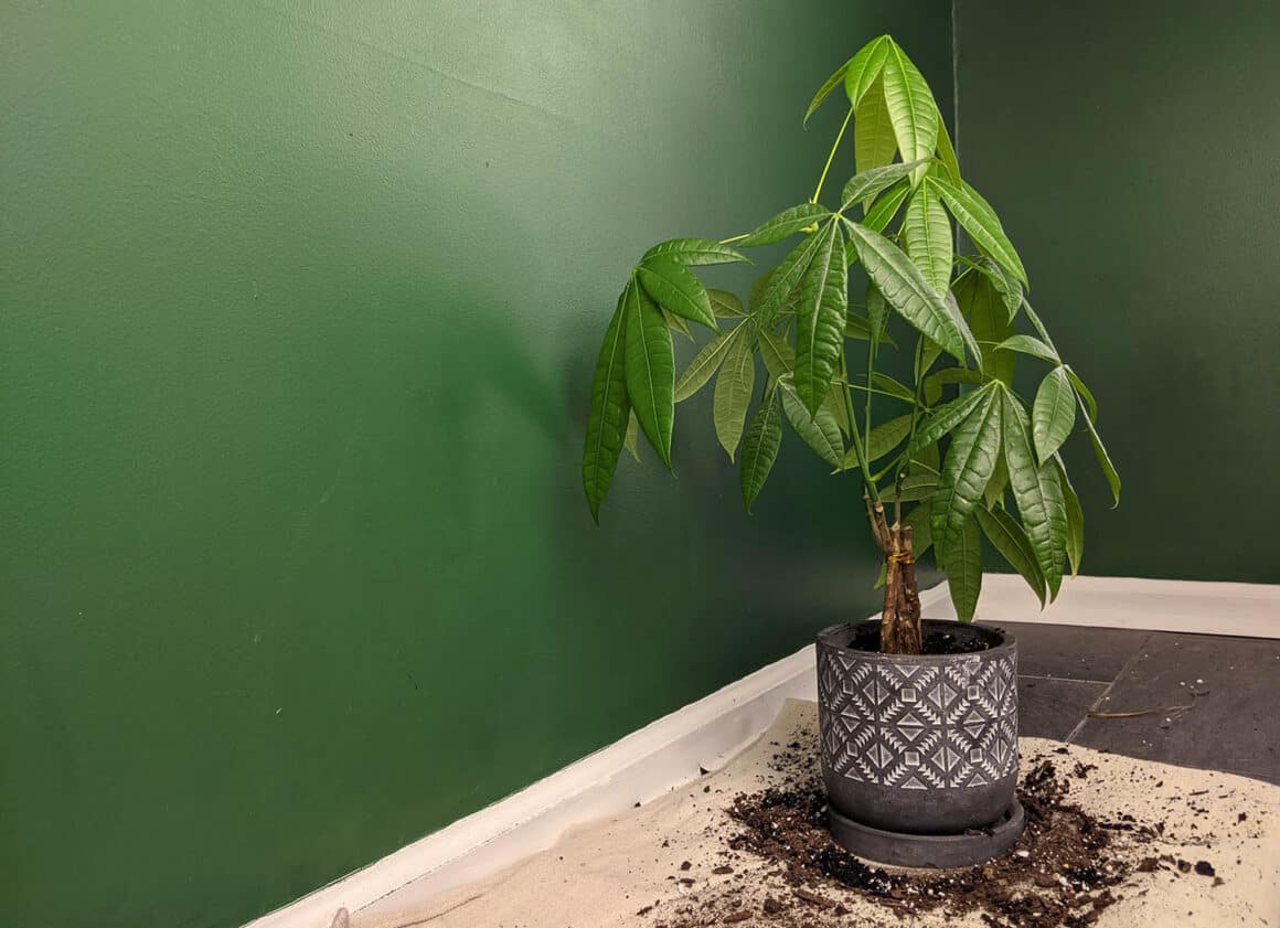 The Complete Guide to Repotting Money Trees - The Healthy Houseplant