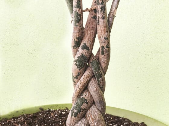 how to root a money tree plant