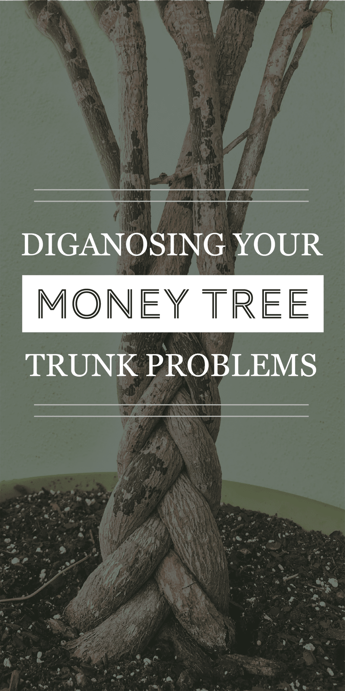 Problèmes de tronc : Diagnostiquer les problèmes de tronc de votre arbre à argent