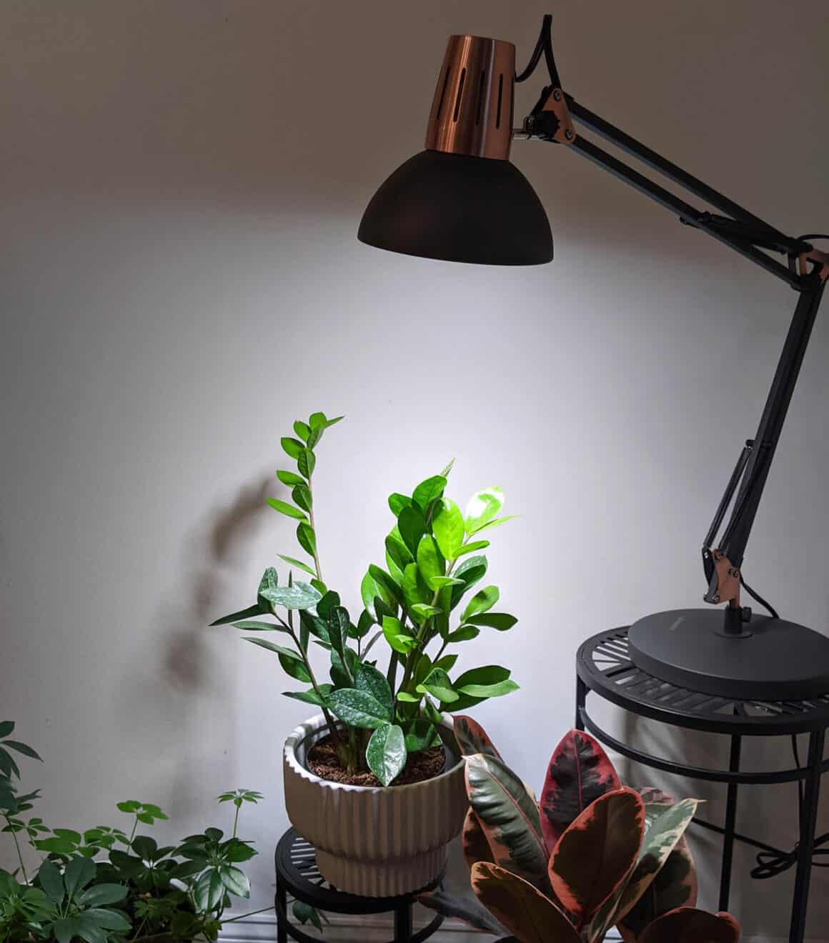 zz plant light