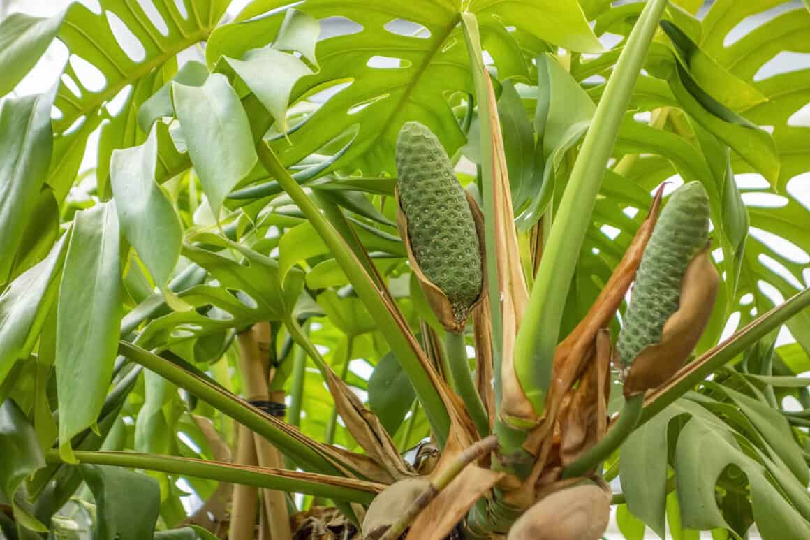 Monstera Deliciosa Cutting RARE FRUIT Bearing GIANT Mature Plant,  Guaranteed Over 2 Inches Thick Double Nodes New Leaves Fenestrated 