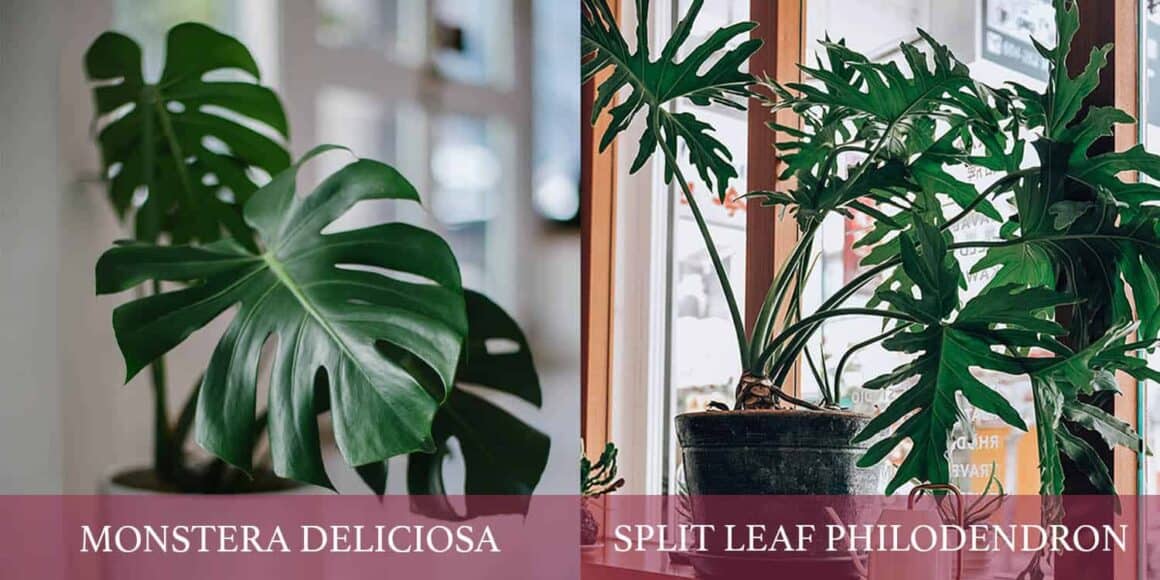 Qu&rsquo;est-ce qu&rsquo;une monstera ? Est-ce un palmier ? Un Philodendron ? Un aroïde ? Une liane ?