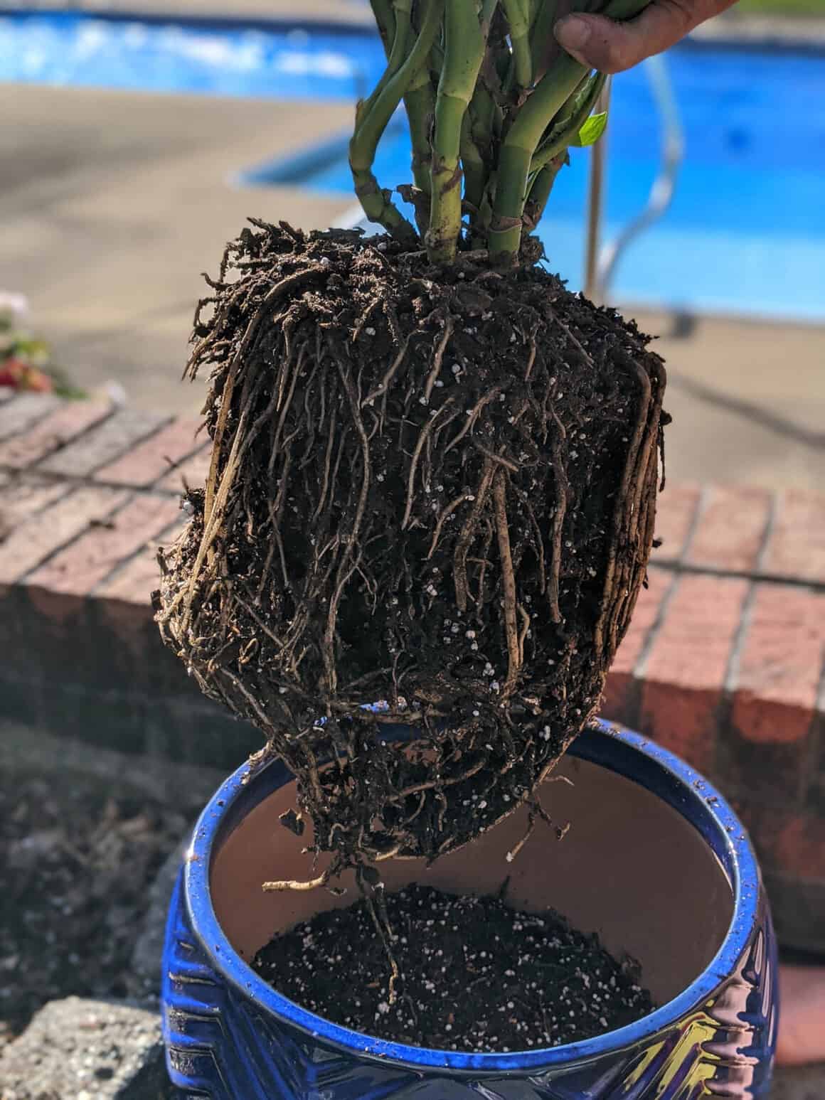 split leaf philodendron roots