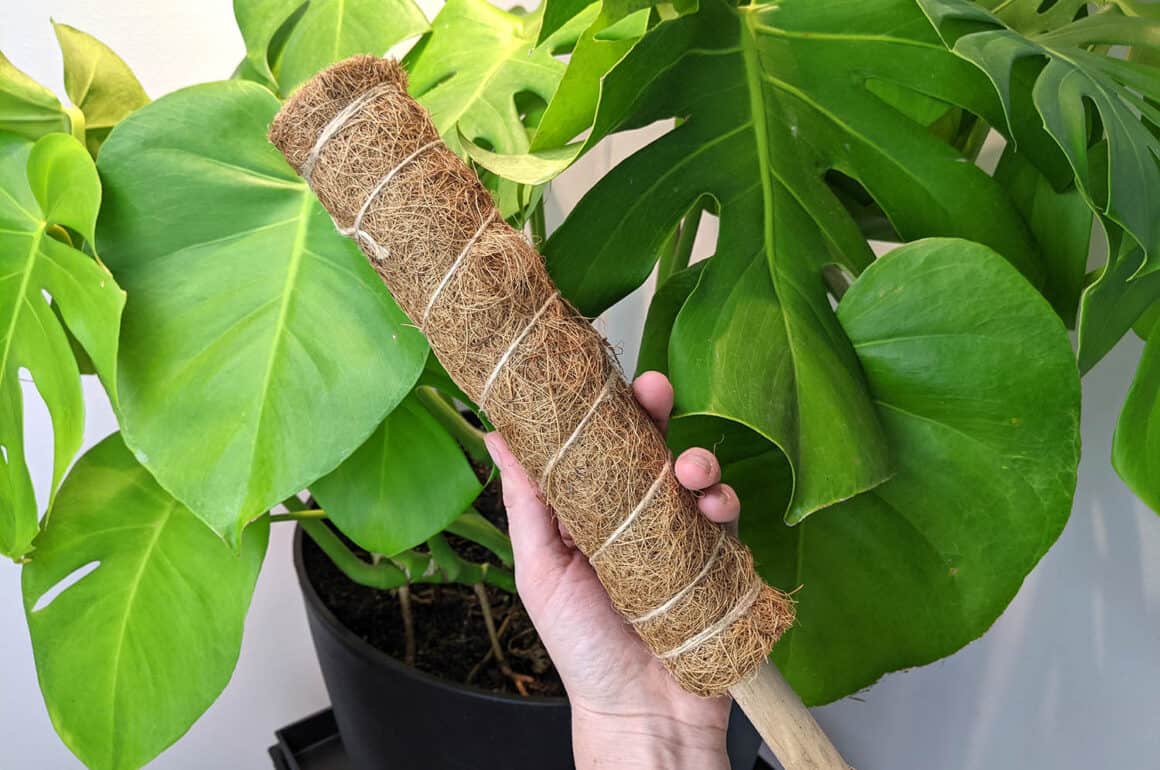 Do You Need a Moss Pole for a Monstera?