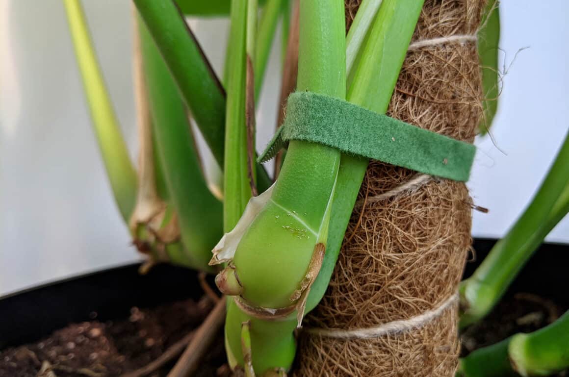 Comment maintenir une Monstera Deliciosa en pleine croissance ?