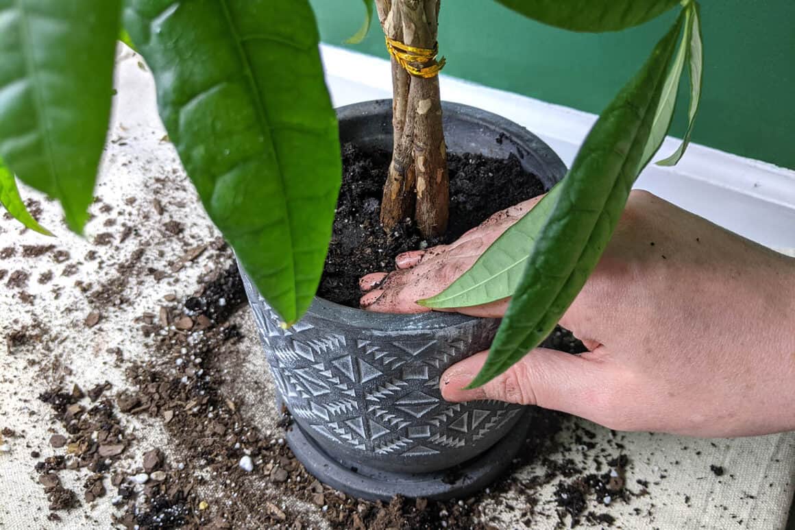 Sauver un arbre à argent trop arrosé de la pourriture des racines : Les étapes de la guérison