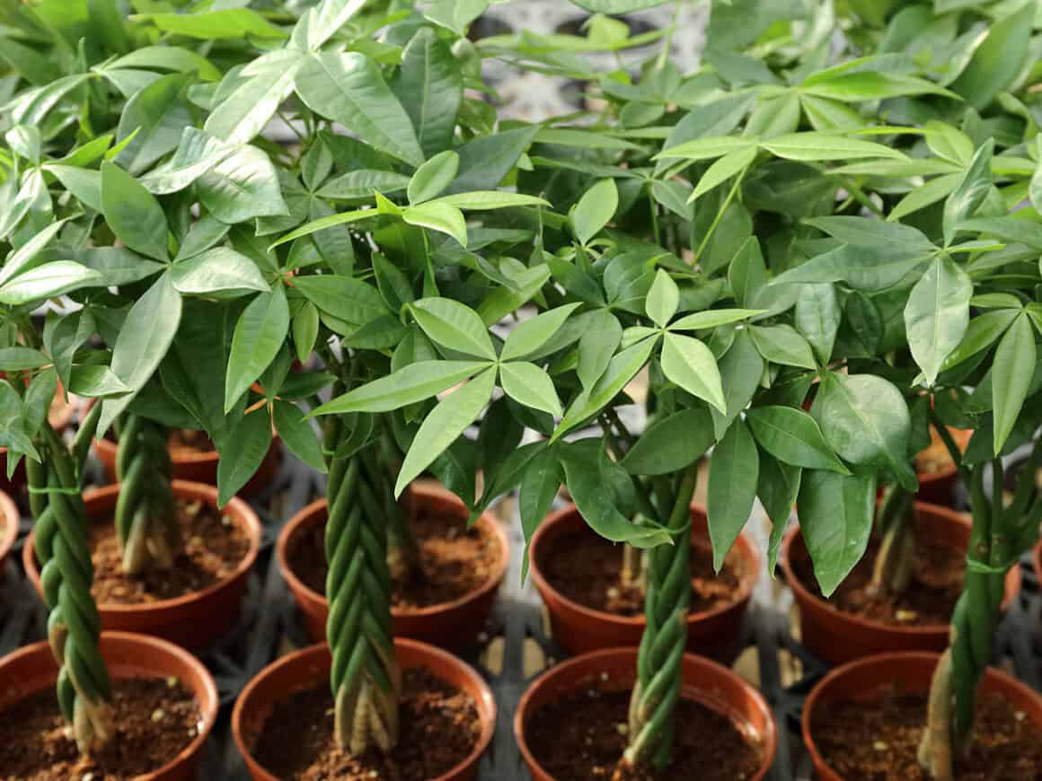 Saving an Overwatered Money Tree From Root Rot: The Steps to Recovery ...