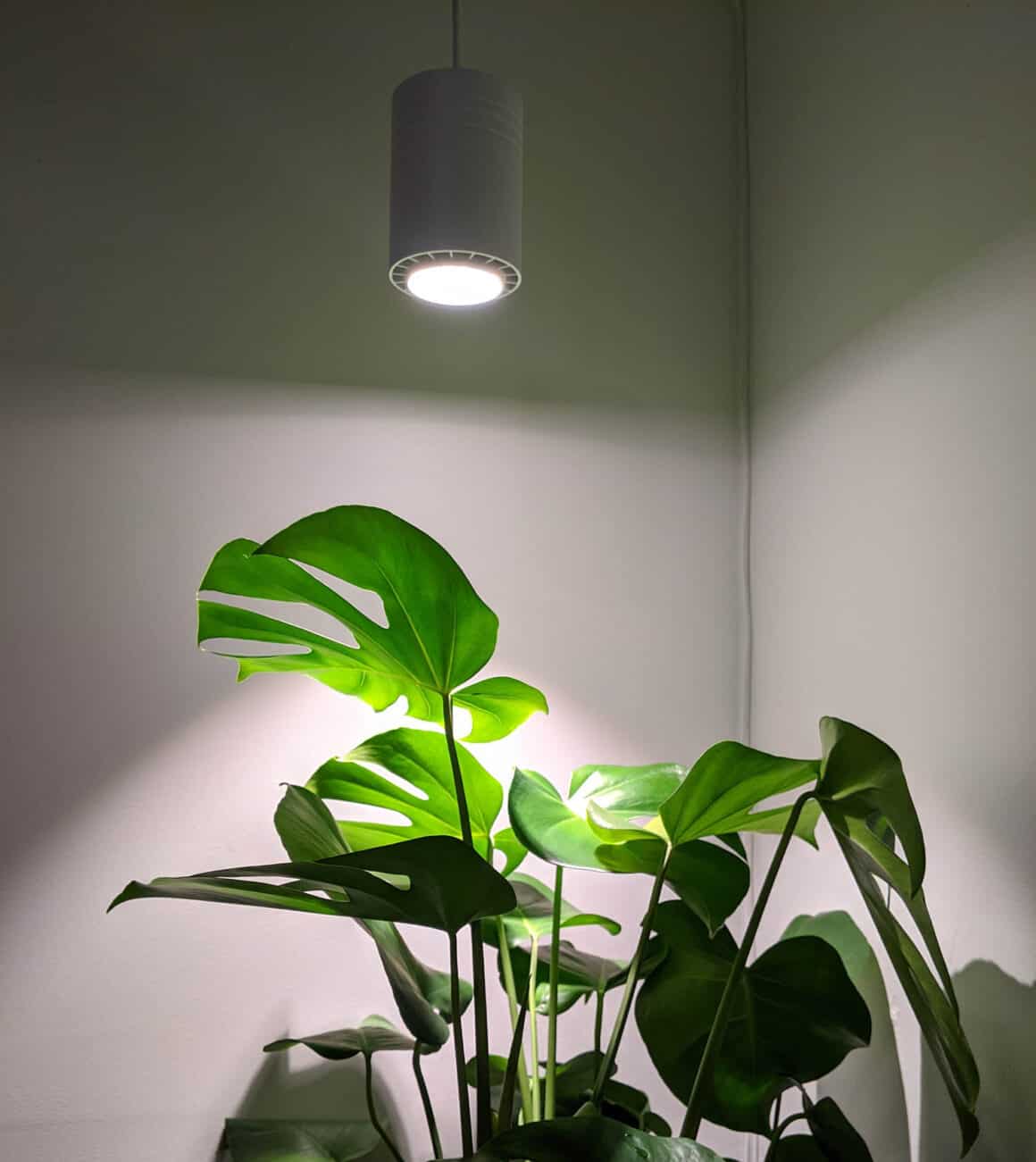 Cinq signes que votre Monstera Deliciosa a besoin de plus de lumière