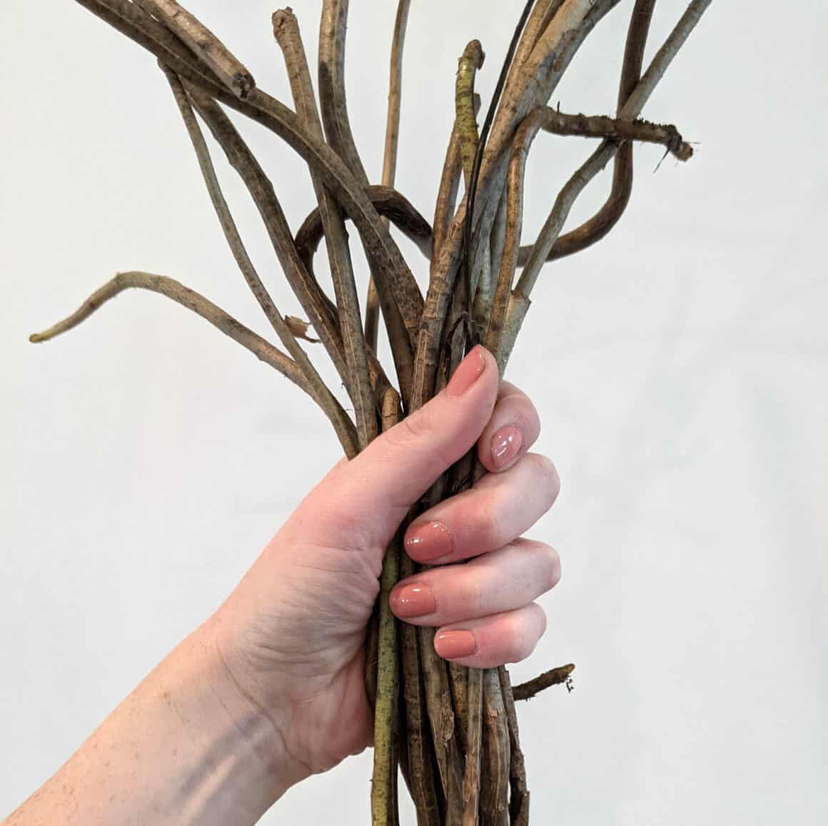 aerial roots monstera