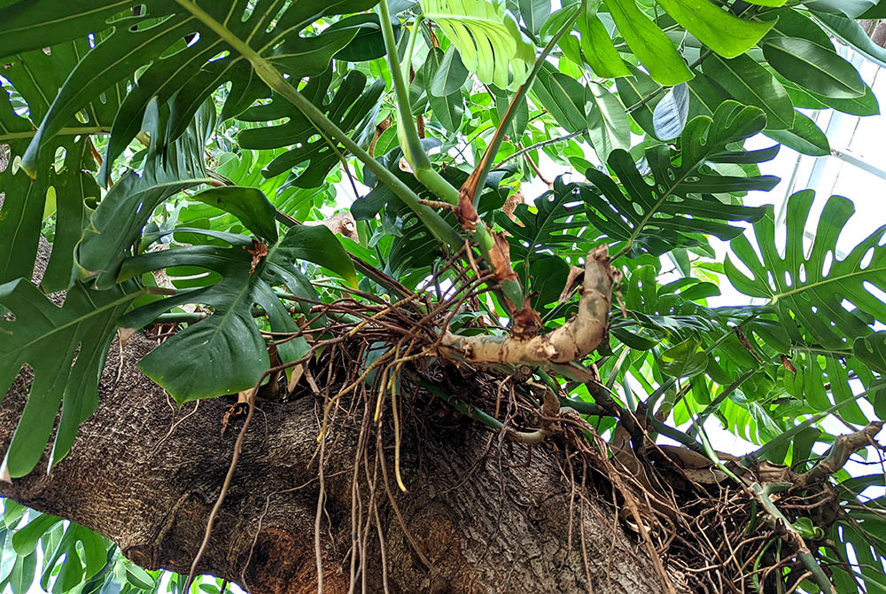 split leaf philodendron roots