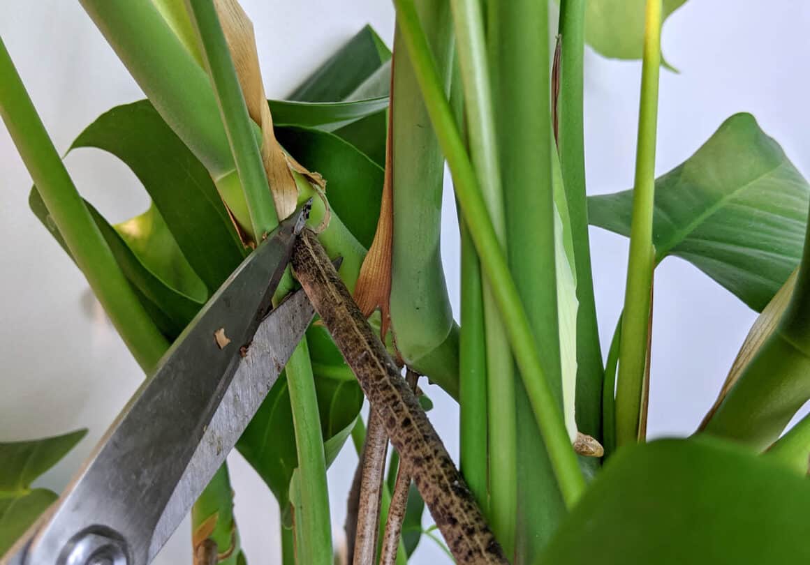 Comment tailler les racines souterraines du Monstera pour garder votre plante plus petite