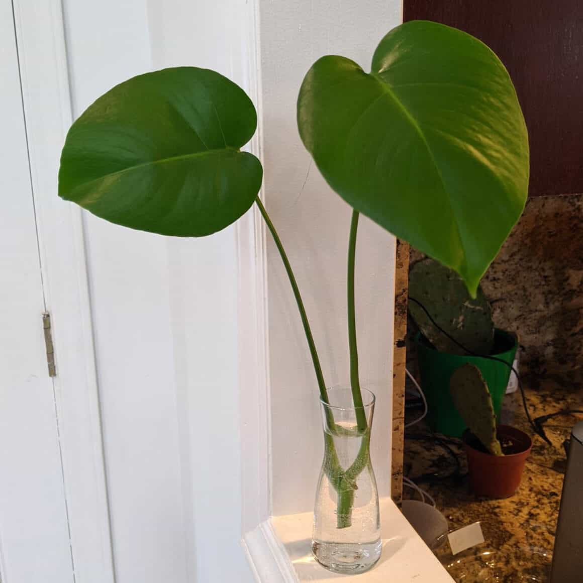 slids Normal Woods Why, When & How to Prune Your Monstera Deliciosa - The Healthy Houseplant
