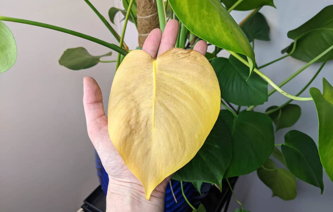 Pourquoi, quand et comment tailler votre Monstera Deliciosa ?