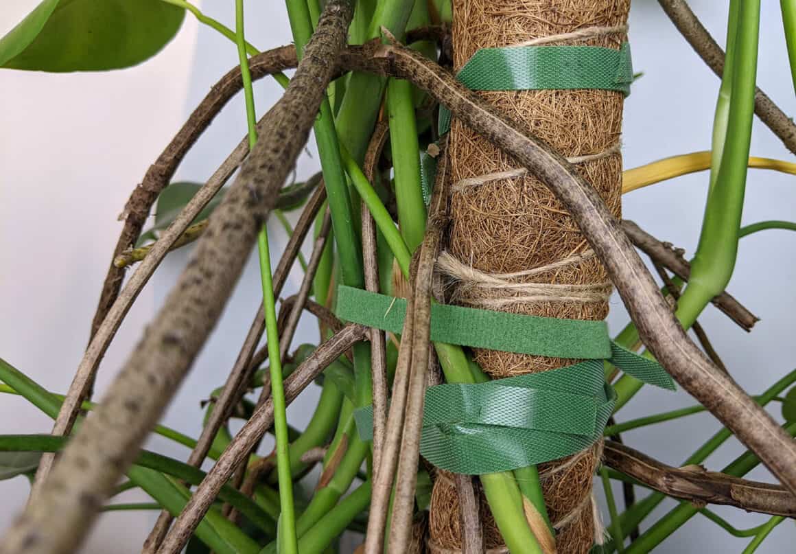 Monsteras & Aerial Roots What Are They & What Should You Do With Them