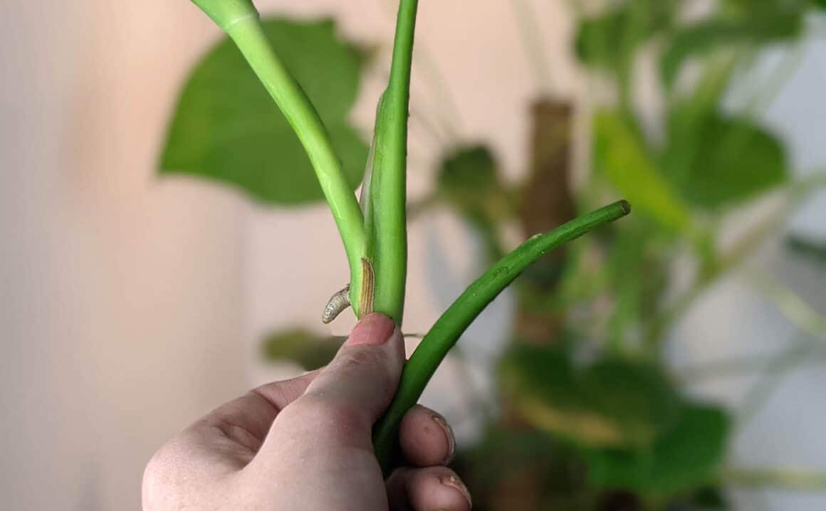 slids Normal Woods Why, When & How to Prune Your Monstera Deliciosa - The Healthy Houseplant