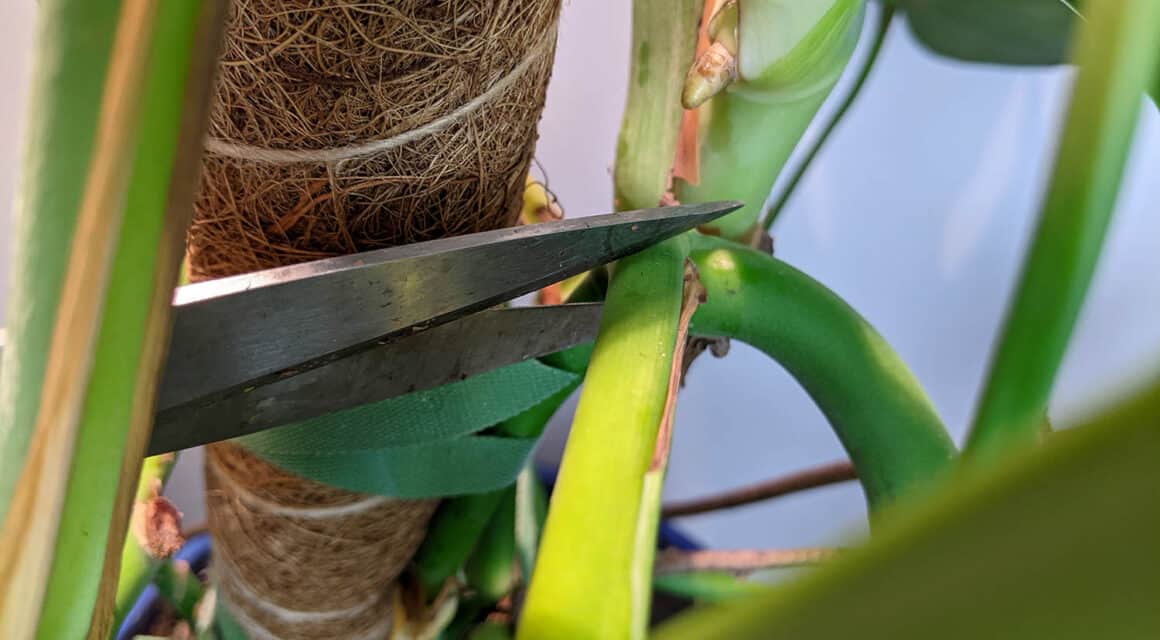 Pourquoi, quand et comment tailler votre Monstera Deliciosa ?