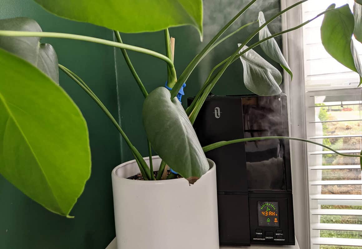 Où placer votre Monstera Deliciosa dans votre maison ou votre bureau