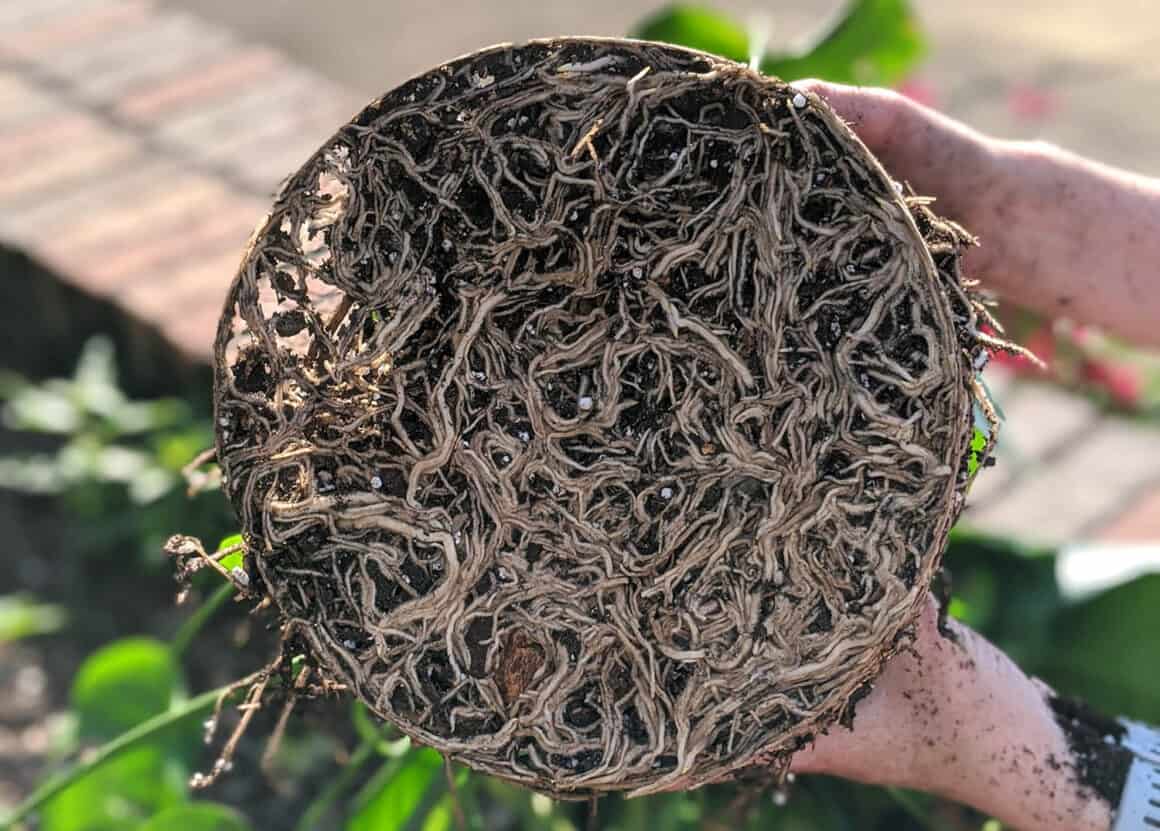 Comment faire pousser de plus grandes feuilles sur votre Monstera Deliciosa