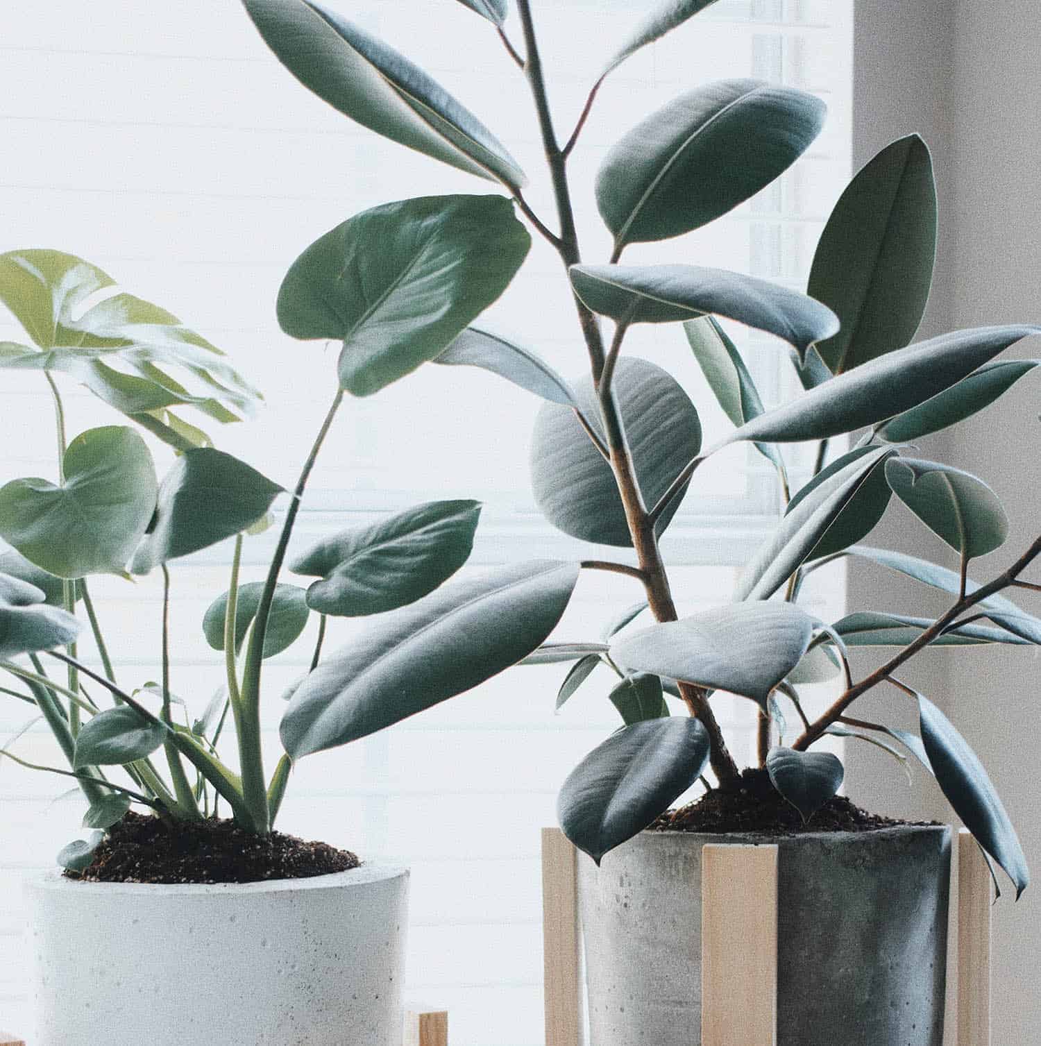 Rubber Tree Varieties – One Plant, Many Looks   The Healthy Houseplant