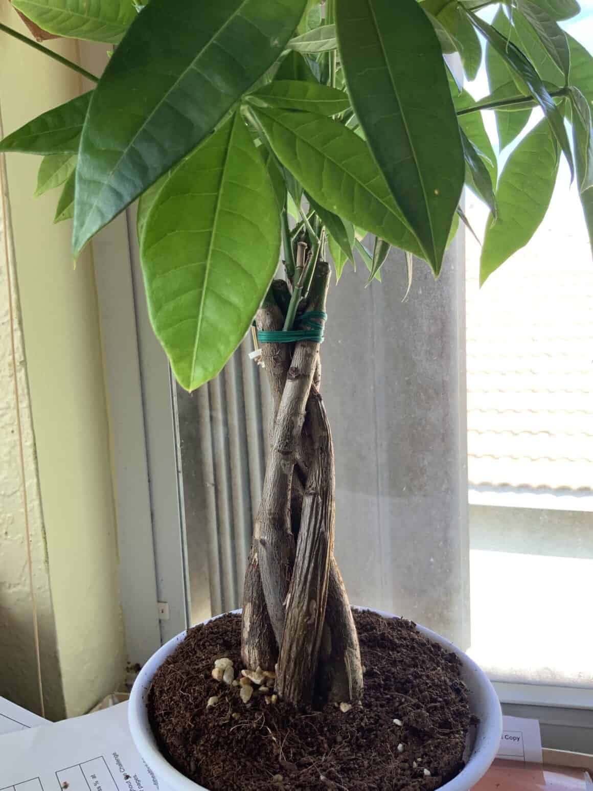 Trunk Problems Diagnosing Your Money Tree Trunk Issues The Healthy Houseplant