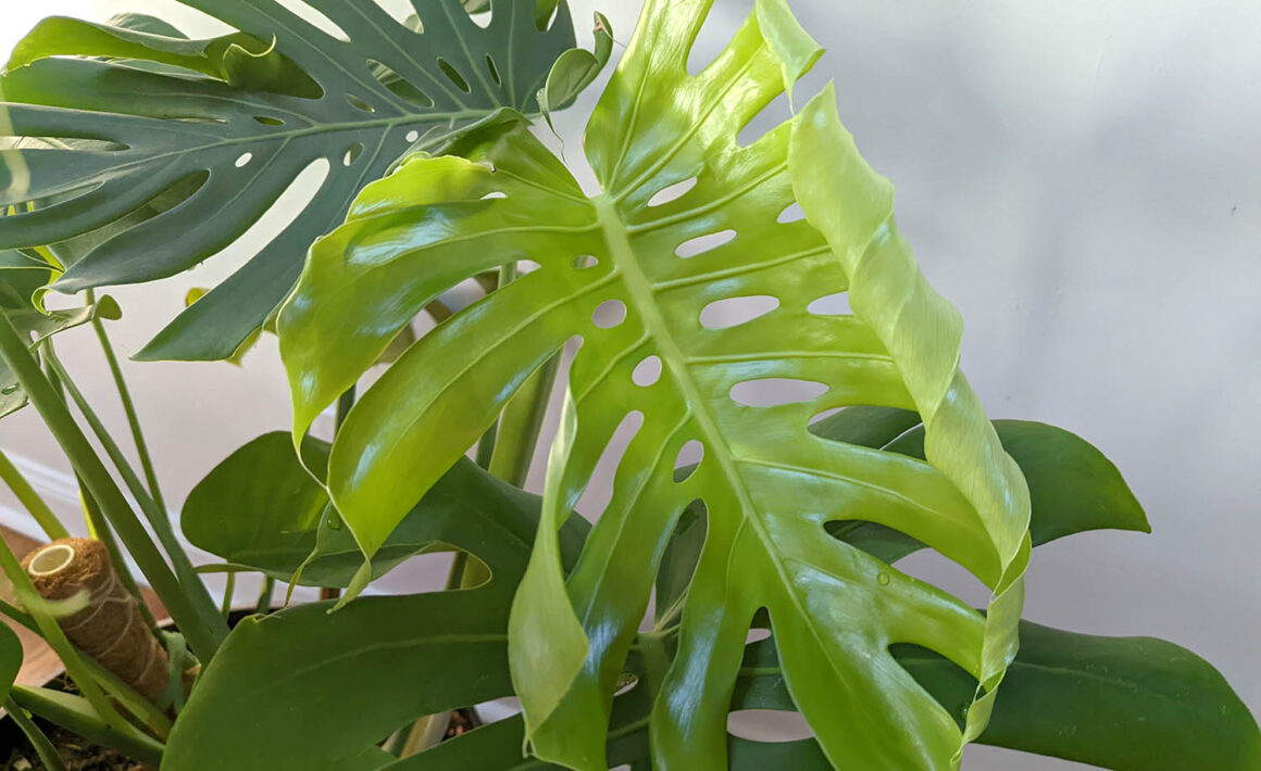 Pourquoi vos feuilles de monstera ne se séparent pas : Ce que vous pouvez faire pour aider