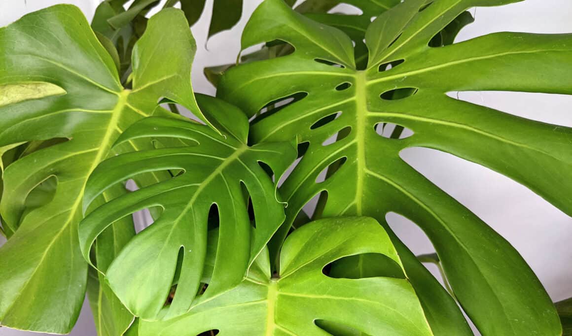 Comment faire pousser de plus grandes feuilles sur votre Monstera Deliciosa