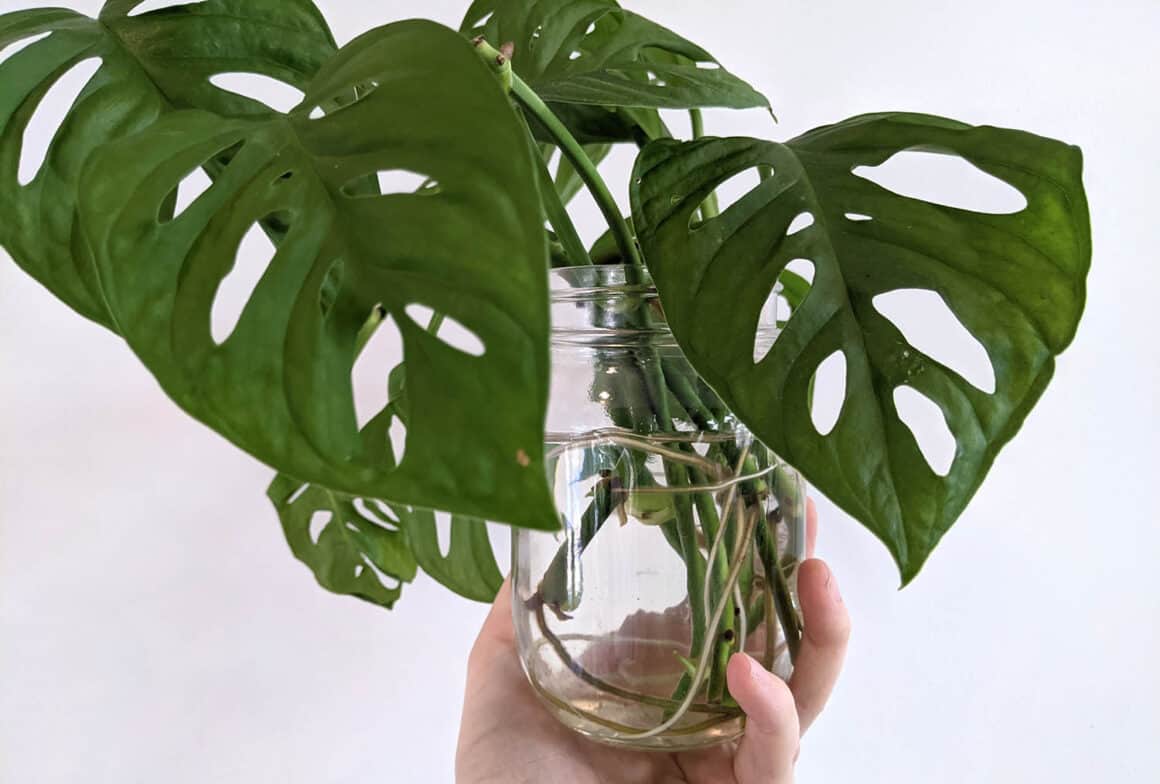 Rempotage de Monstera Adansonii : Le guide complet