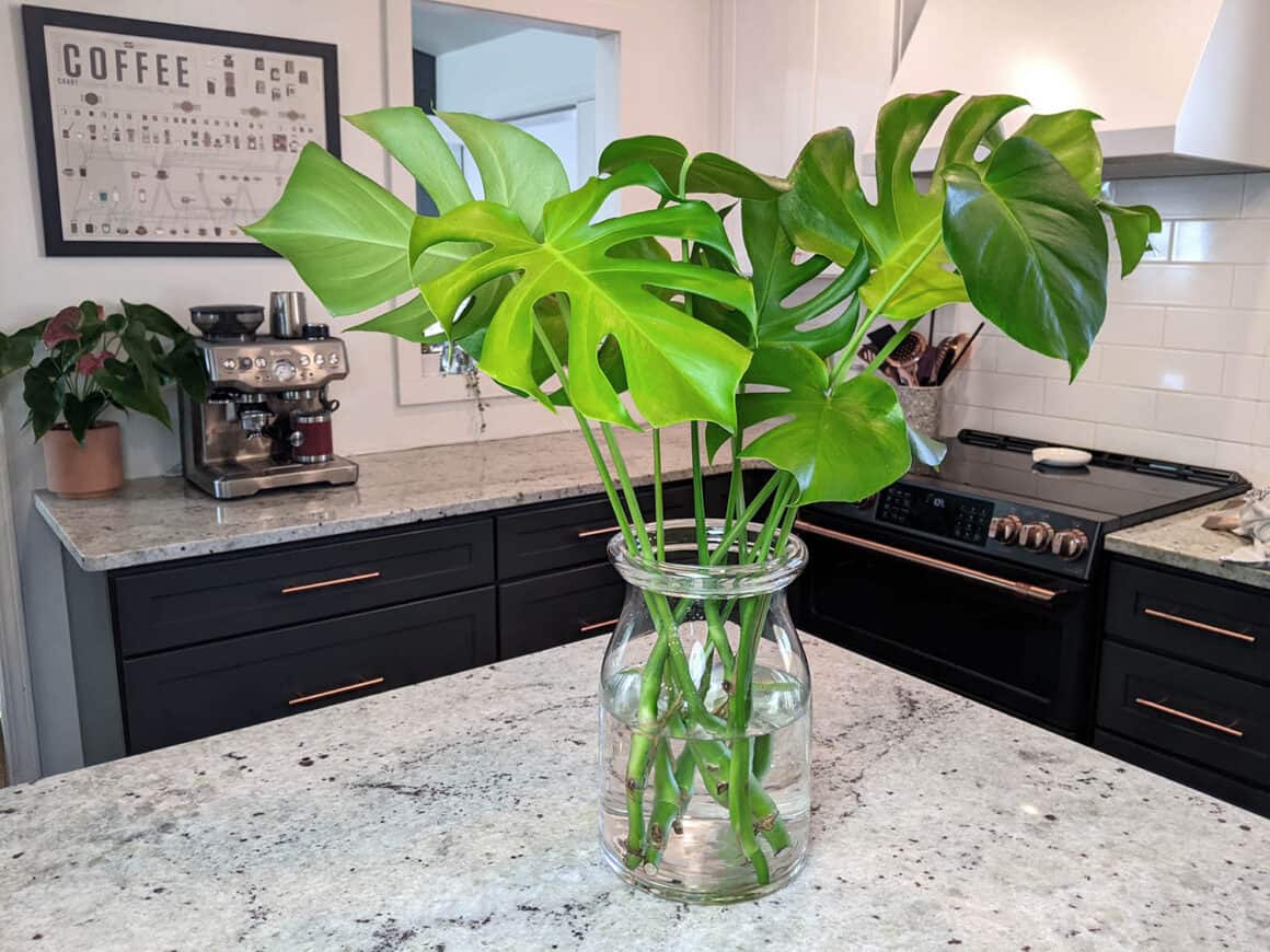 Trois façons de propager un Monstera Deliciosa et FAQ