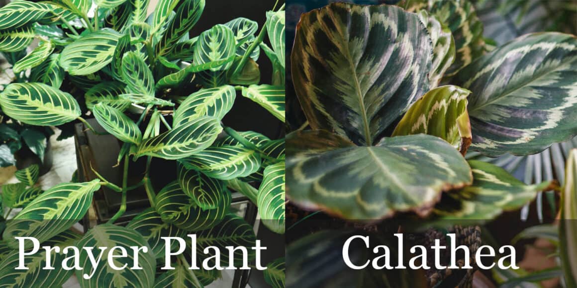 Le Calathea est-il une plante de prière ? Est-ce qu&rsquo;une Maranta est une plante de prière ? Quelle est la différence ?
