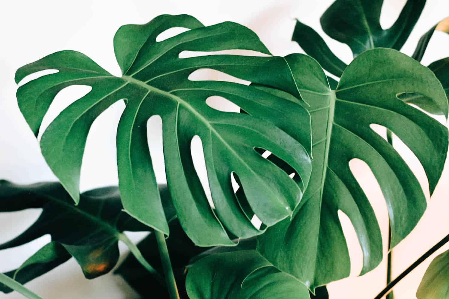 How to Grow Bigger Leaves on Your Monstera Deliciosa - The Healthy  Houseplant